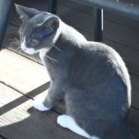 Luna cat lost 29 June
